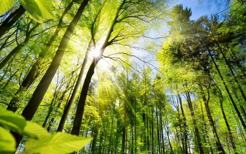 EUDR Verschiebung der EU-Entwaldungsverordnung